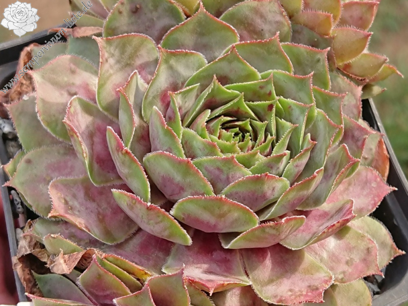 Violet Flame (Netzfund)