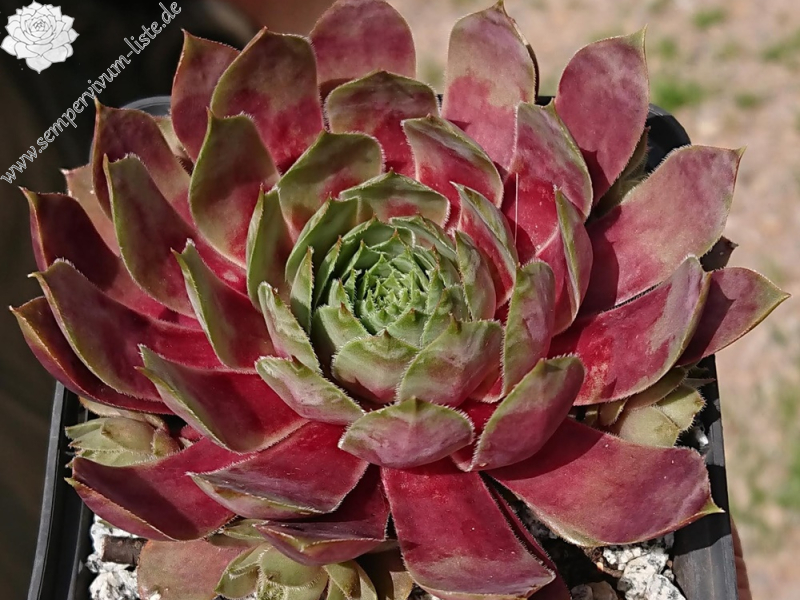 Violet Flame (Netzfund)