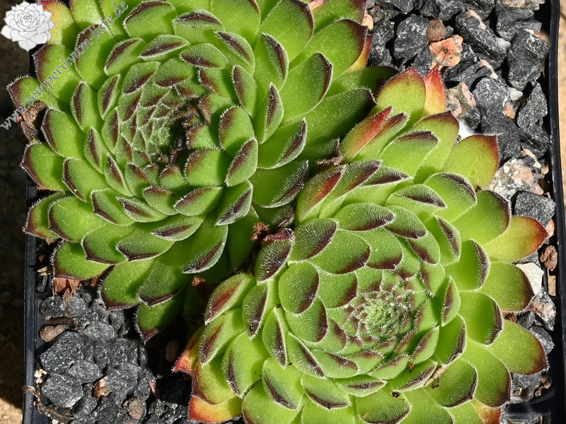 Westchester Seedling