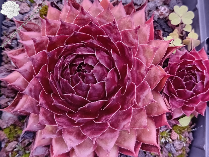 Abra-Miraculix (Netzfund)