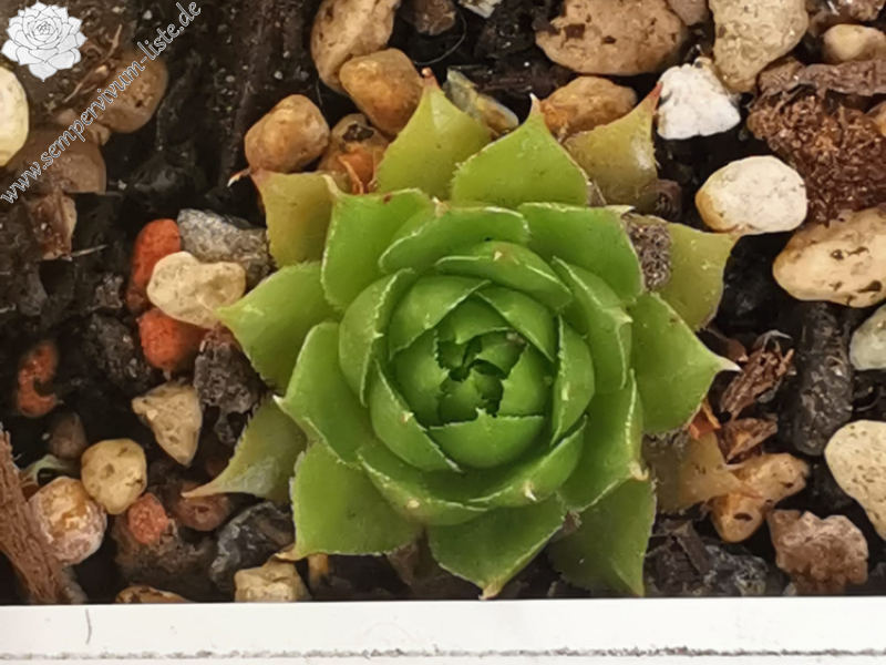 Abra-Mizunda (Netzfund)