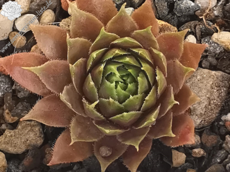 Abra-Nehari (Netzfund)