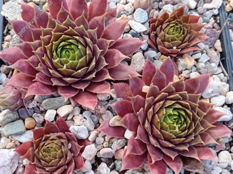 Abra-Nehari (Netzfund)