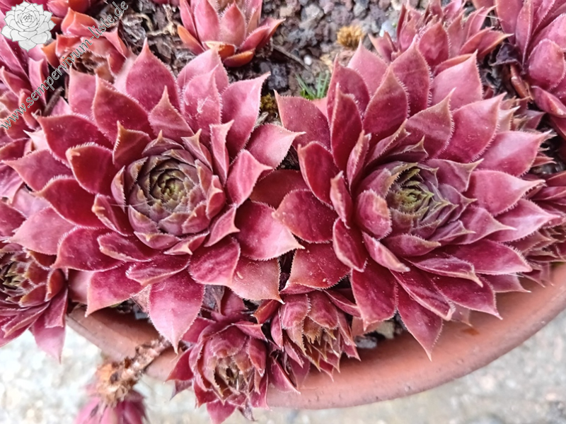 Abra-Nehari (Netzfund)