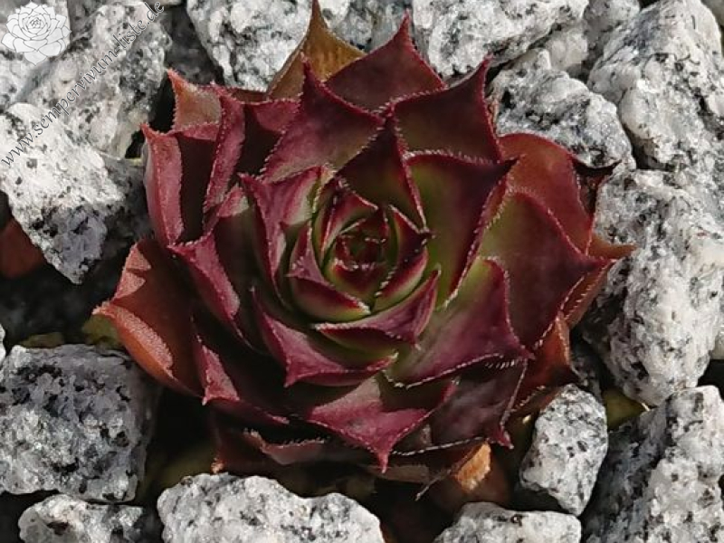 Drei kleine Schweinchen (Netzfund)