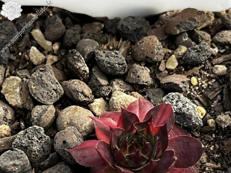 Fifty one Shades (NG)