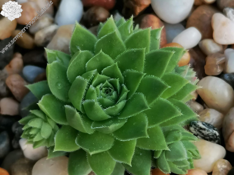 Kleiner Wasserfrosch (Netzfund)