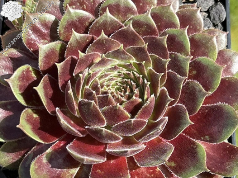 Seltrisa Feuer