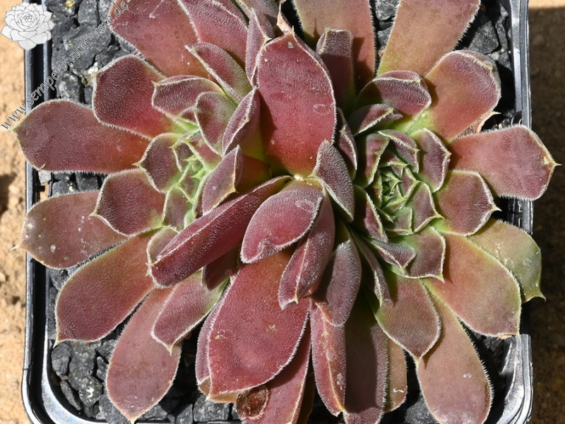 Korspelse Gipsy Rose / Jovi