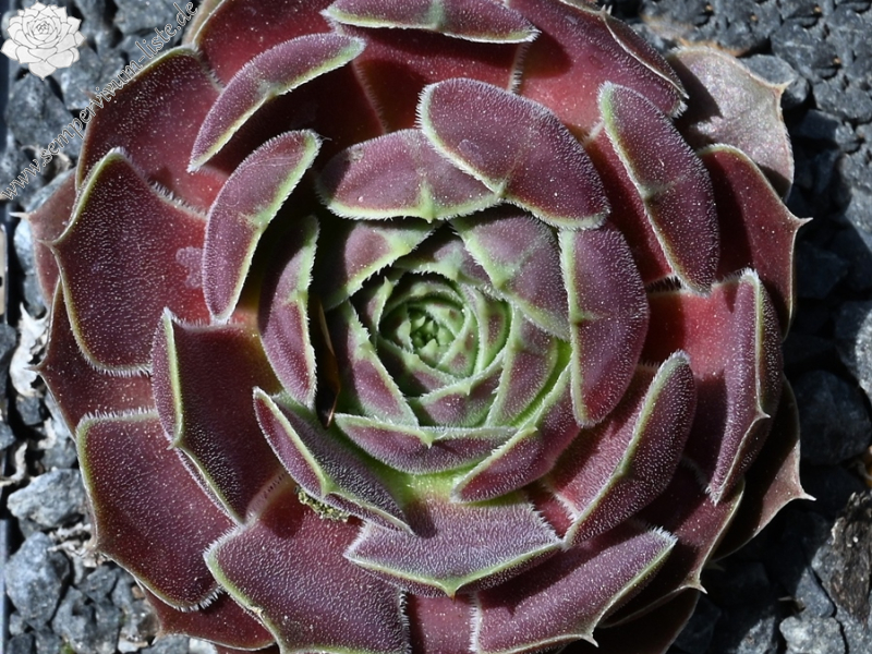 Mount Banahaw / Jovi