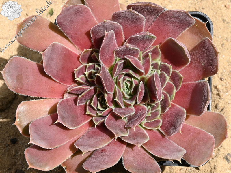 Mount Banahaw / Jovi