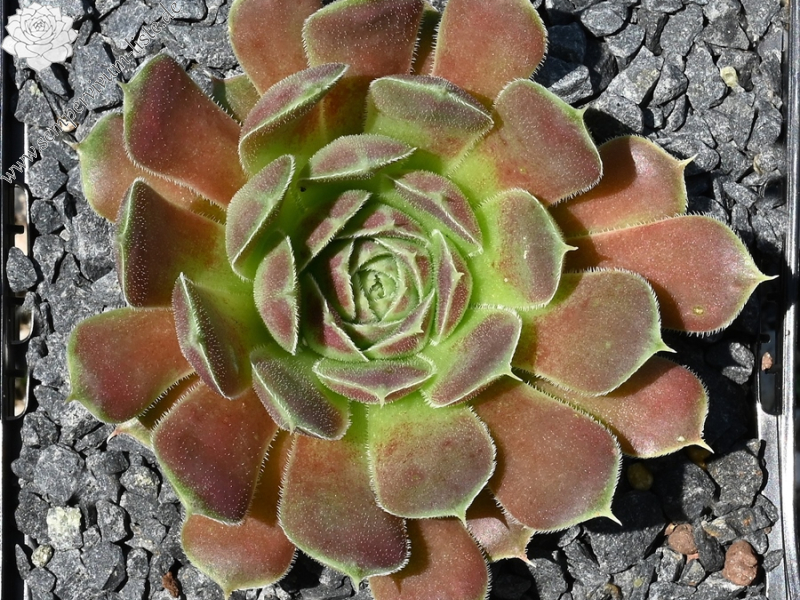 Mount Banahaw / Jovi