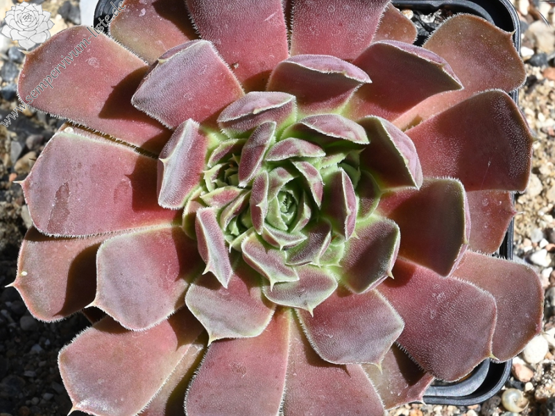 Mount Banahaw / Jovi