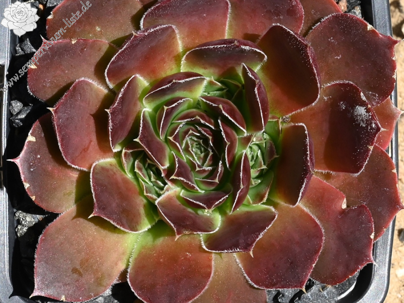 Mount Mackinley / Jovi