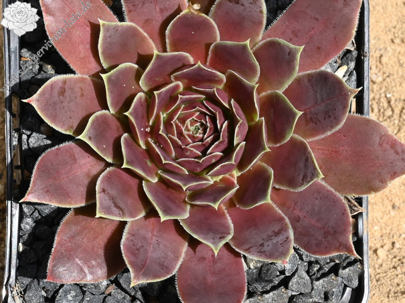 Volcan de Aqua / Jovi 