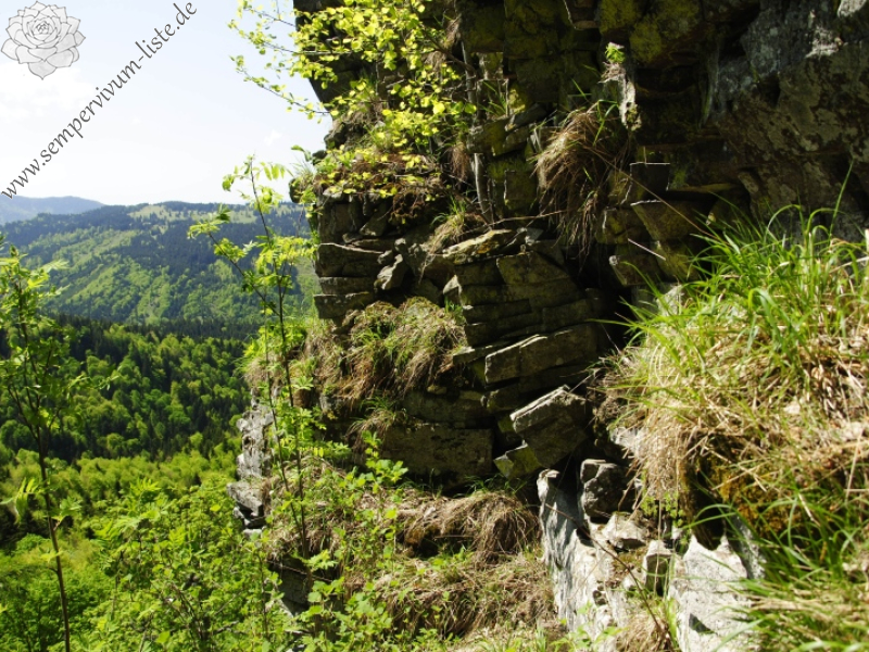 montanum ssp. heterophyllum from Vepor