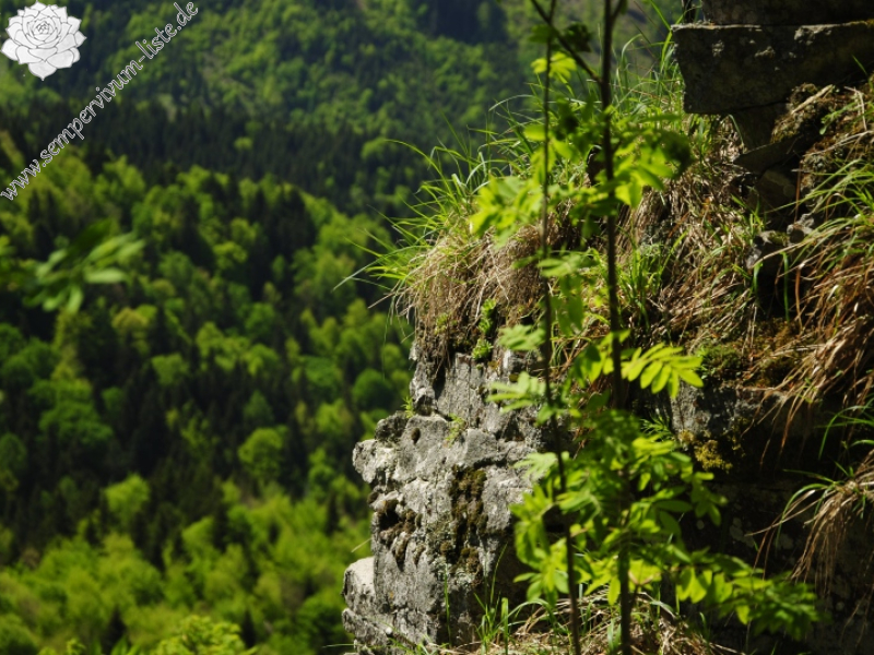 montanum ssp. heterophyllum from Vepor