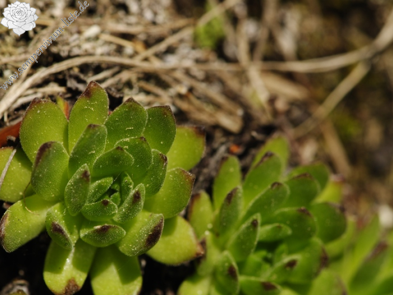montanum ssp. heterophyllum from Vepor