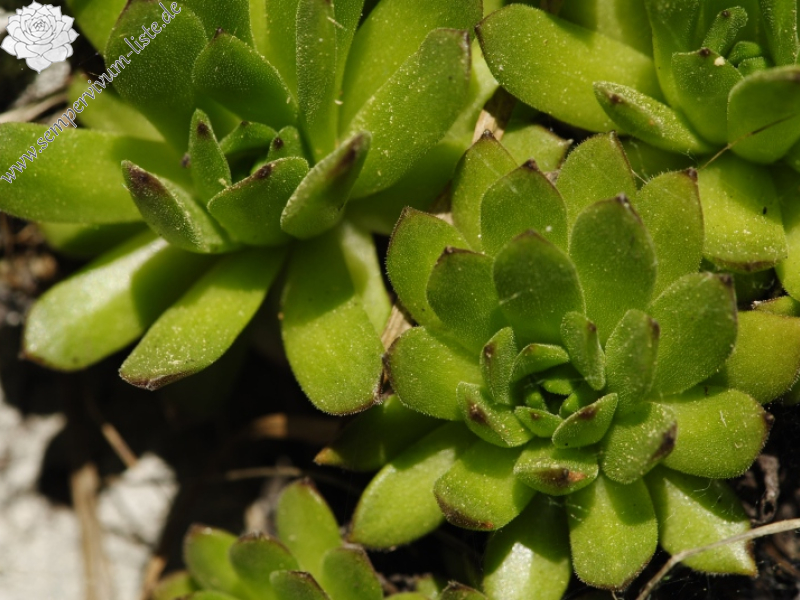 montanum ssp. heterophyllum from Vepor