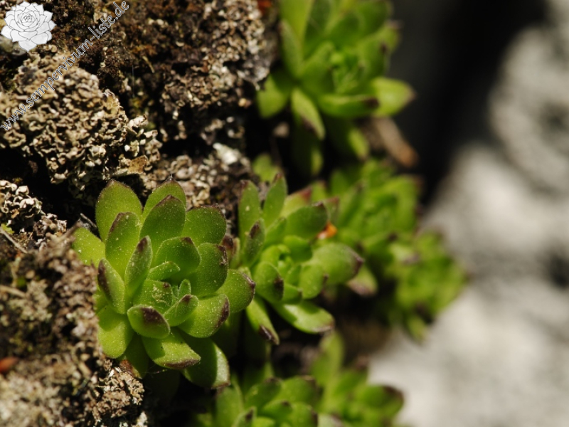 montanum ssp. heterophyllum from Vepor