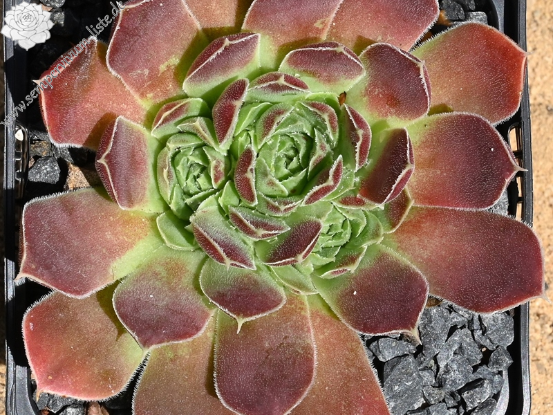 Choco Strain / Jovi | Sempervivum-Liste