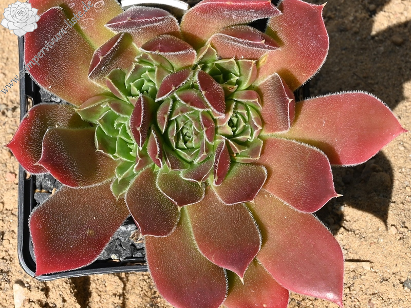 Korspel Tempelgong / Jovi