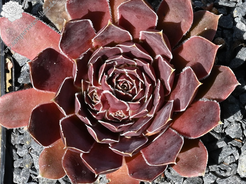 Korspelse Happy Sterre / Jovi