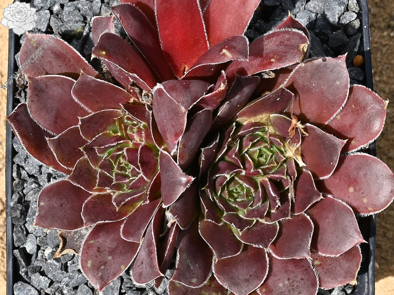 Korspelse Harpa / Jovi