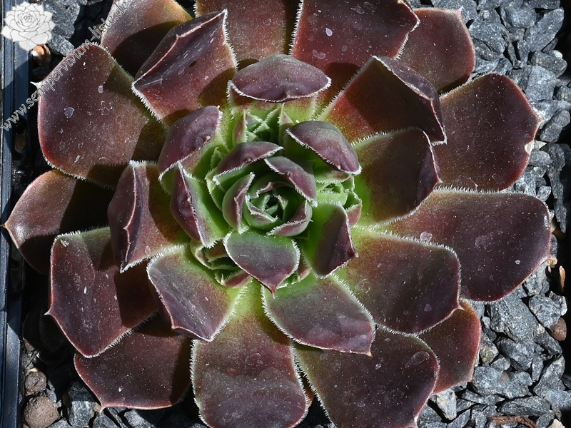 Korspelse Hervinia / Jovi