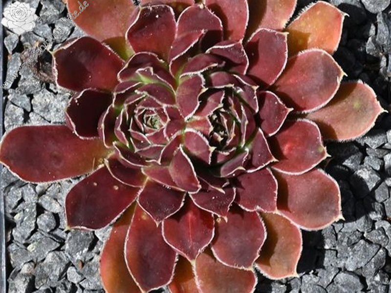 Korspelse Jorgia / Jovi