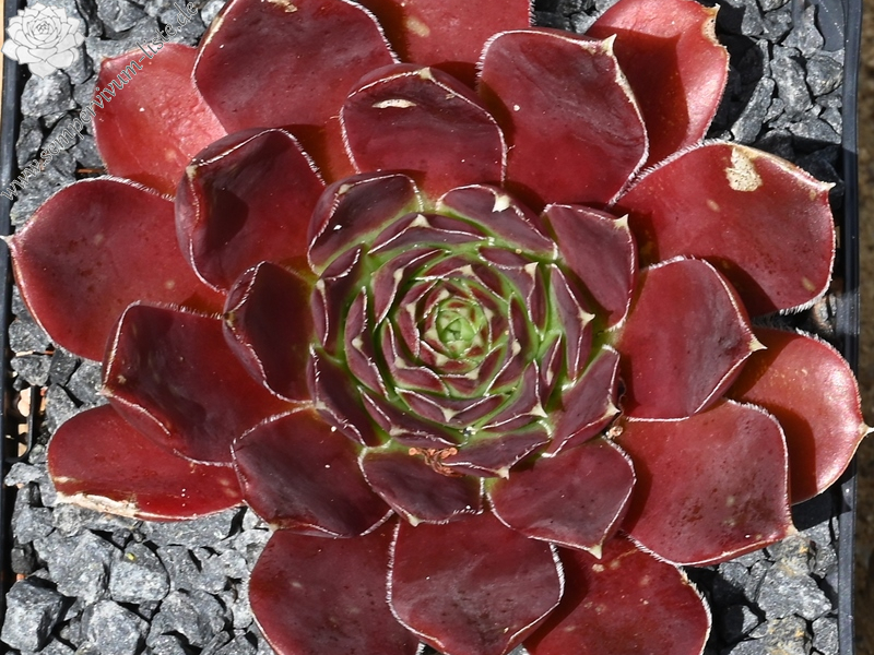 Korspelse Olyna / Jovi