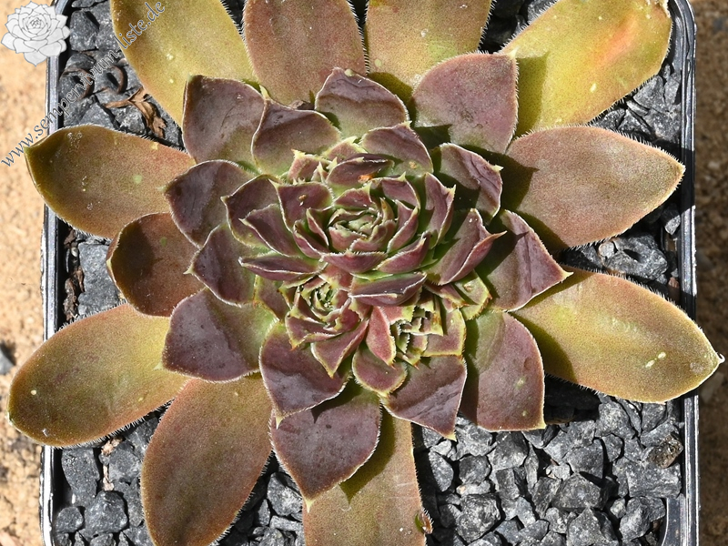 Korspelse Swetlana / Jovi