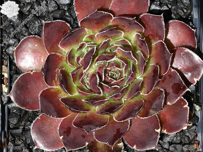 Korspelse Tilla / Jovi