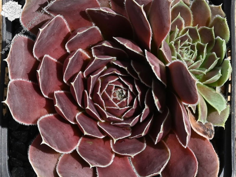 Mount Cameroon / Jovi