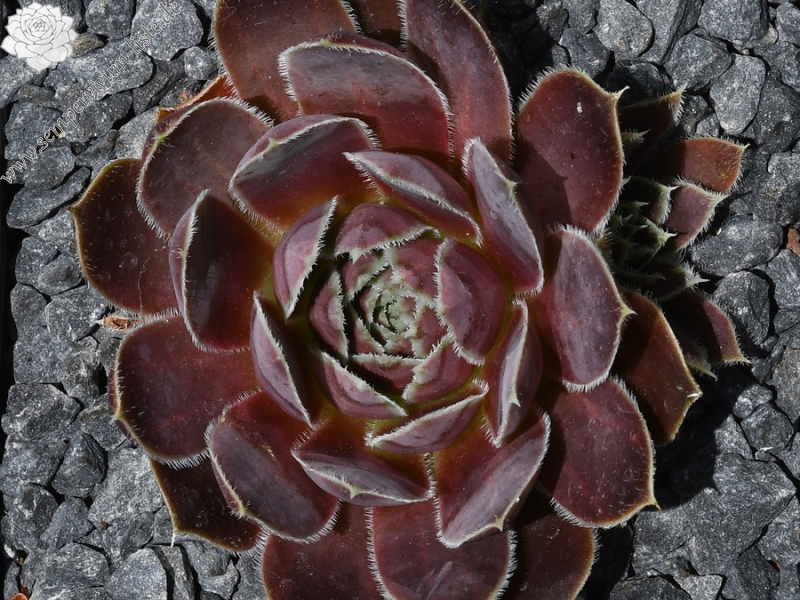 Mount Cameroon / Jovi