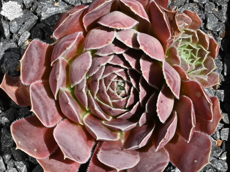 Mount Cameroon / Jovi