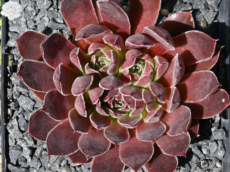 Nevado Del Ruiz / Jovi