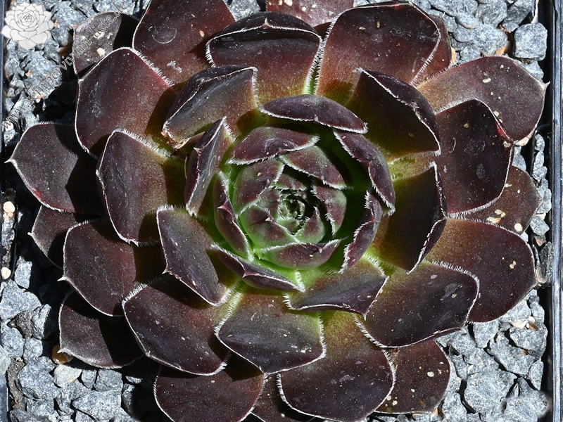 Onkel Gustav / Jovi (Netzfund)