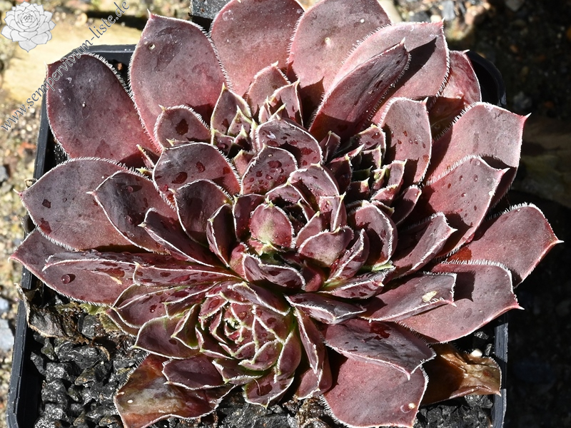 Onkel Gustav / Jovi (Netzfund)