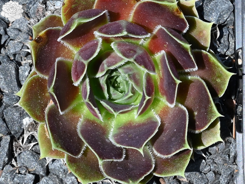 Springwood Pink / Jovi