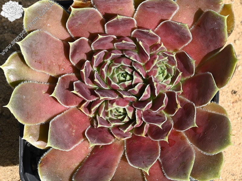 Springwood Pink / Jovi