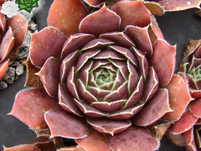 Hatschepsut / Jovi (Netzfund)