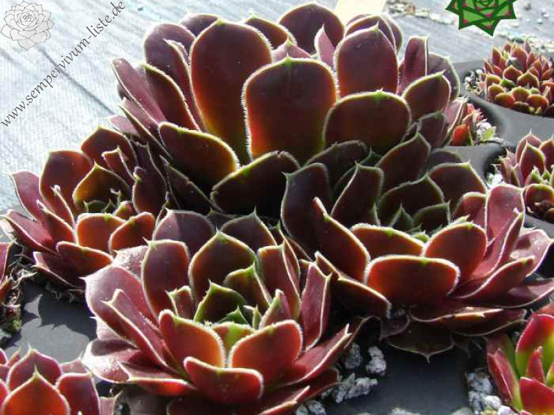 Hatschepsut / Jovi (Netzfund)