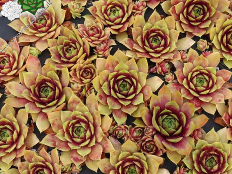 Sonnenherz (Netzfund)