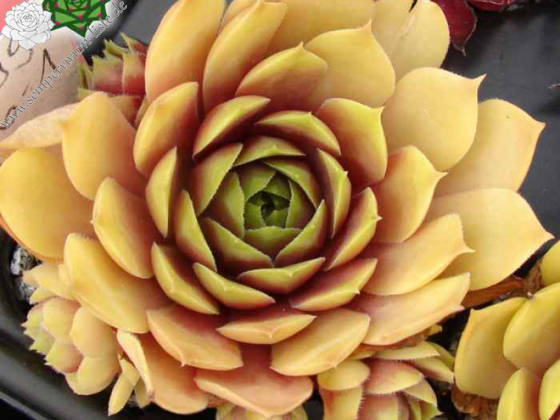 Sonnenherz (Netzfund)