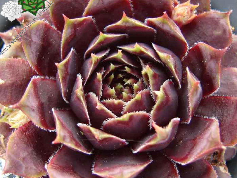 Tintenherz (Netzfund)