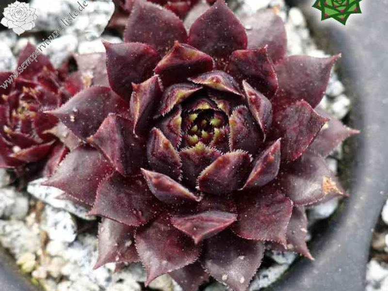 Tintenherz (Netzfund)