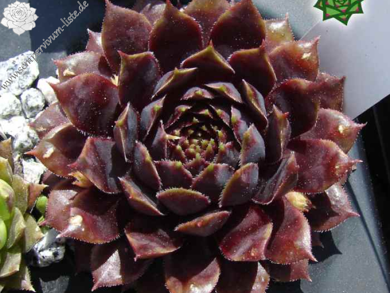 Tintenherz (Netzfund)