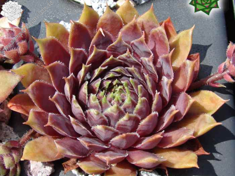 Tintenherz (Netzfund)