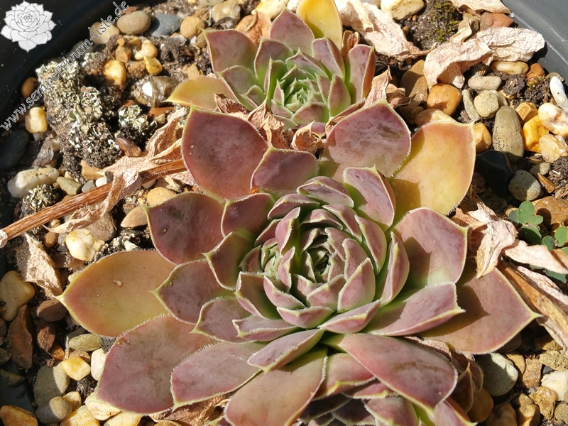 Winter Bronze / Jovi